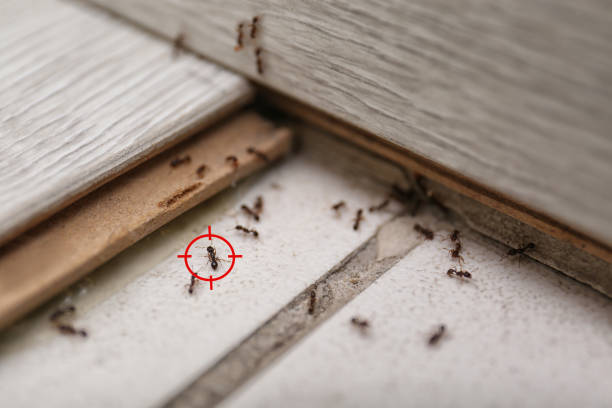 Best Wildlife Control Services  in Flatonia, TX